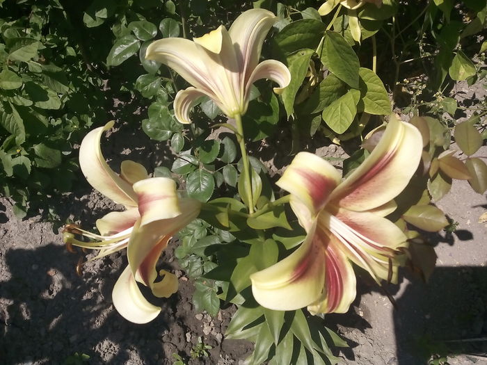 IMG_20150725_115203 - 2015 Crini