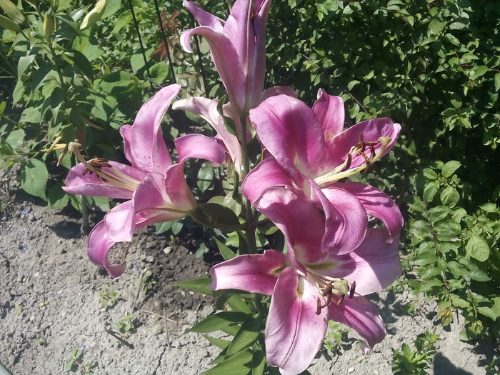 IMG_20150725_115155 - 2015 Crini