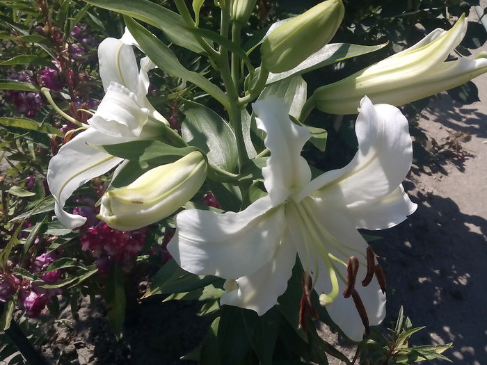 IMG_20150725_115054 - 2015 Crini