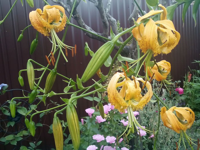 IMG_20150721_164023 - 2015 Crini