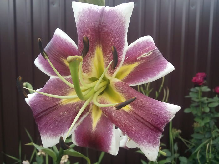 IMG_20150721_164306 - 2015 Crini