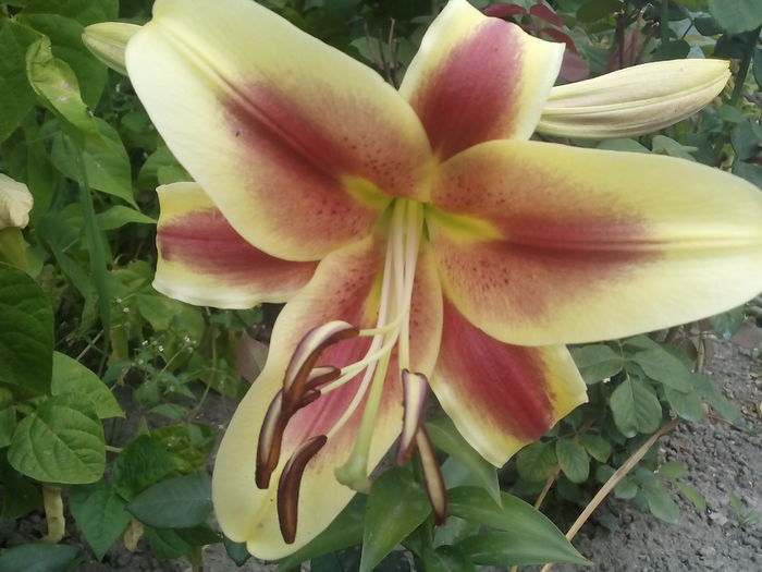 IMG_20150721_163504 - 2015 Crini