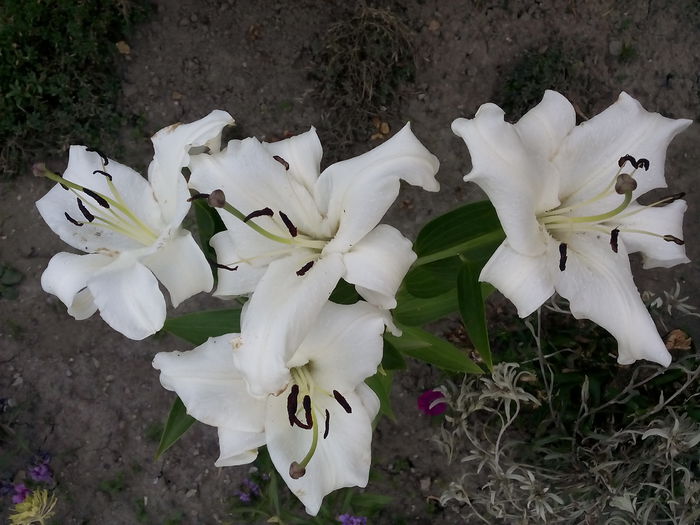 IMG_20150720_201900 - 2015 Crini