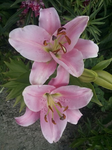 IMG_20150721_163345 - 2015 Crini