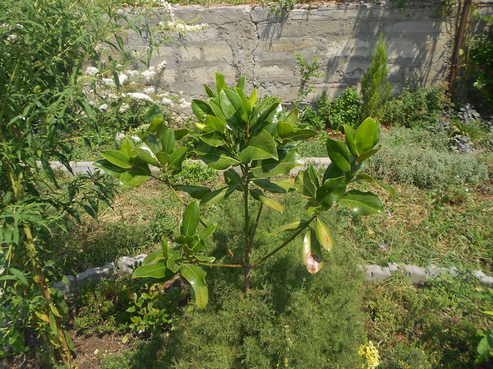 Magnolia grandiflora edith bouge - Iulie 2015