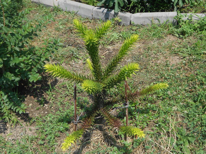 Araucaria Araucana - Iulie 2015