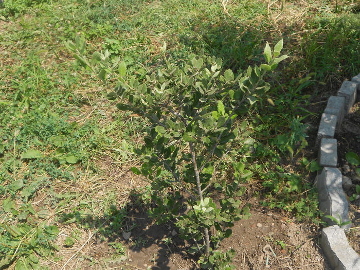 Quercus ilex sau stejarul vesnic verde - Iulie 2015