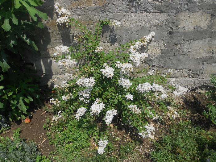 Lagerstroemia indica ,,Acoma'' - Iulie 2015