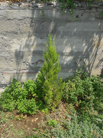 Cupressus macrocarpa Goldcrest