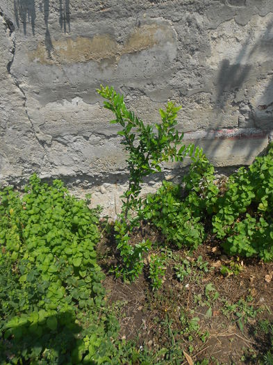 Rodiu/Punica granatum flore pleno - Iulie 2015
