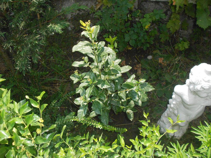 ucisori 046 - Iulie 2015