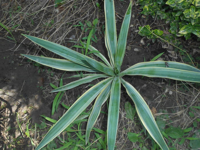 Yucca Gloriosa variegata