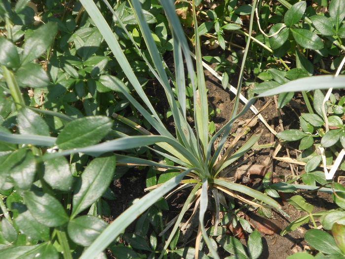 Yucca Rostrata