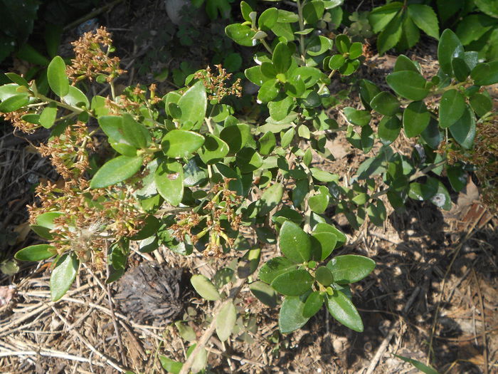ucisori 054