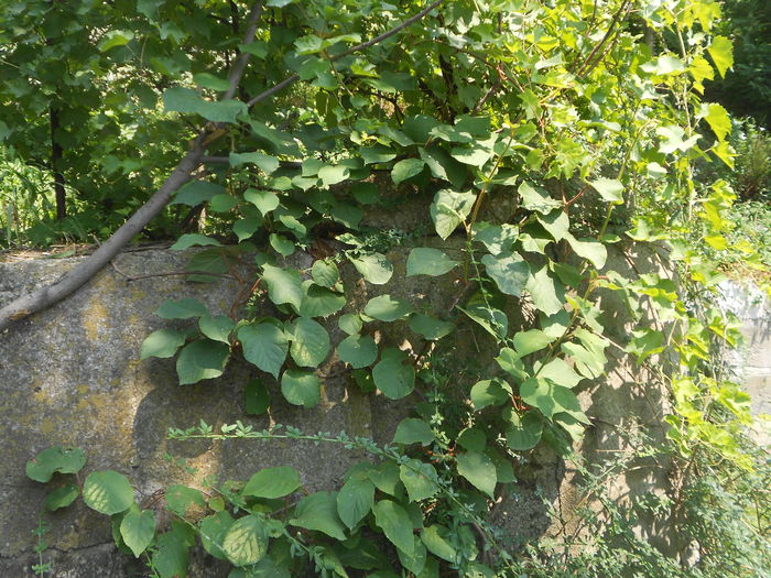 ucisori 056