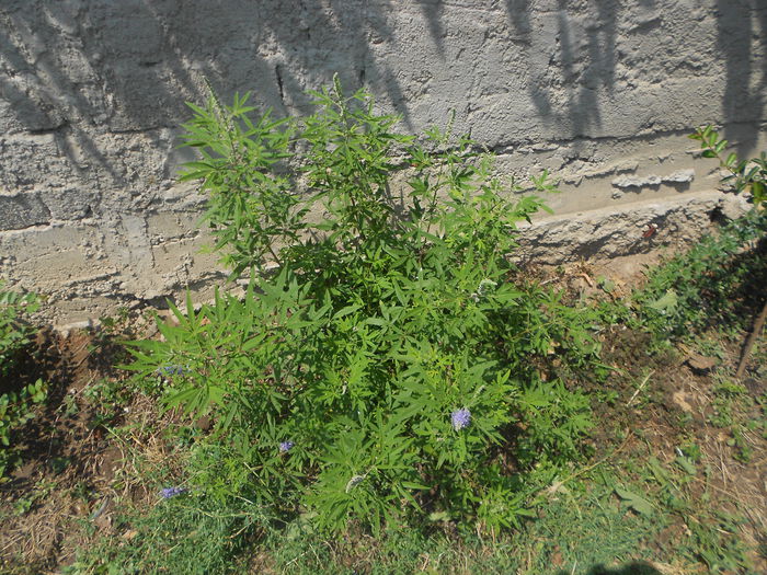 Vitex agnus- Castus - Iulie 2015