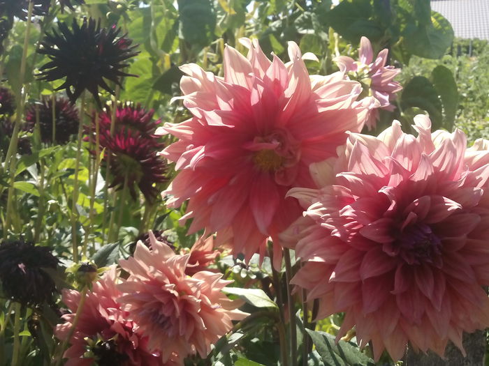 IMG_20150725_115310 - 2015 Flori in  gradina