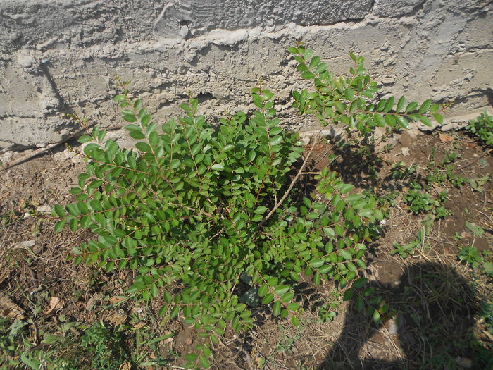 ucisori 065