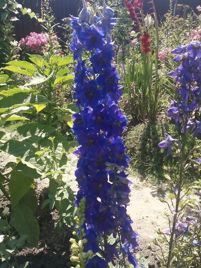 IMG_20150725_115045 - 2015 Flori in  gradina