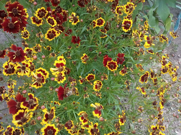 IMG_20150721_193133 - 2015 Flori in  gradina