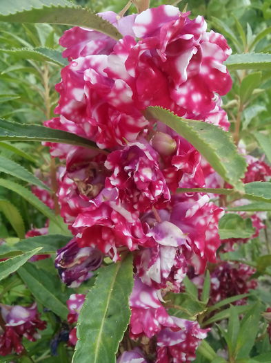 IMG_20150721_163157 - 2015 Flori in  gradina