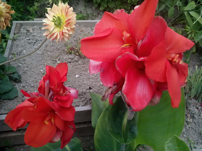 IMG_20150721_163605 - 2015 Flori in  gradina