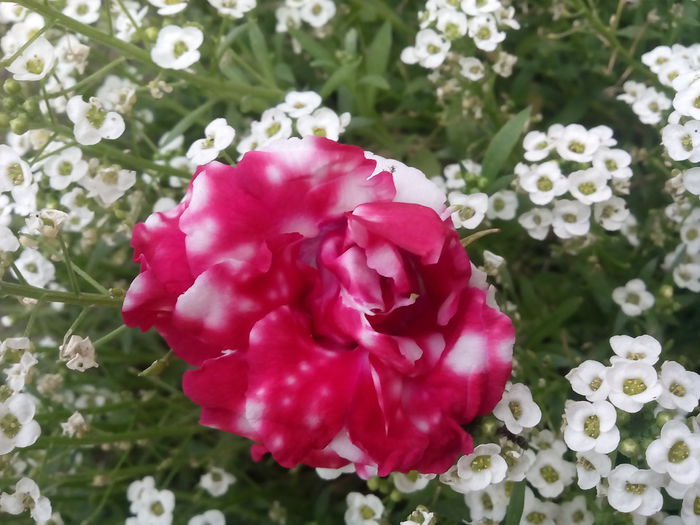 IMG_20150721_164138 - 2015 Flori in  gradina