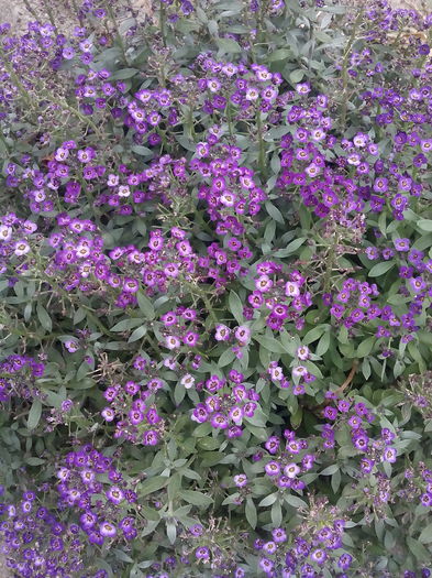 IMG_20150721_164148 - 2015 Flori in  gradina