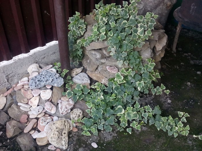 IMG_20150721_165312 - 2015 Flori in  gradina