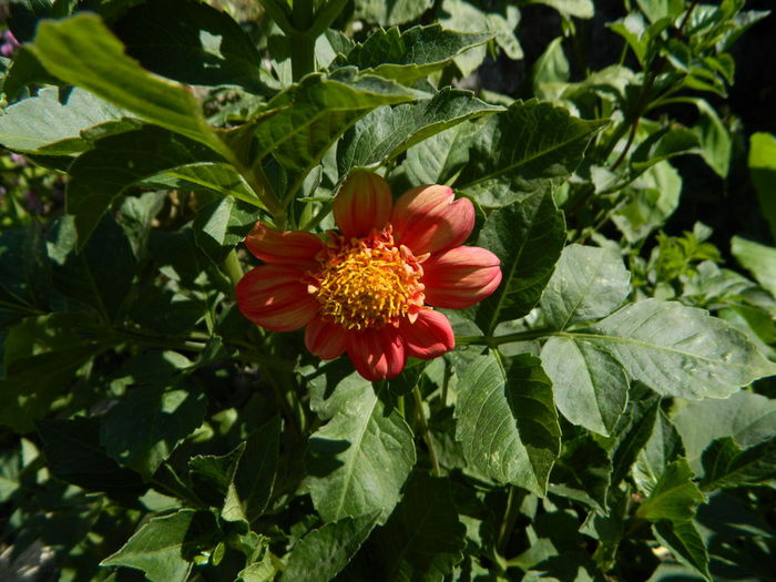 la fel...cumparat a fi pitica - Iulie cu de toate