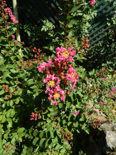 Lagestroemia roz - Iulie cu de toate