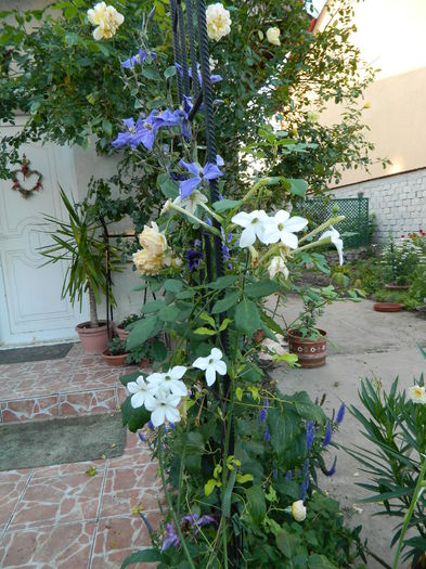 Regina noptii cataratoare?