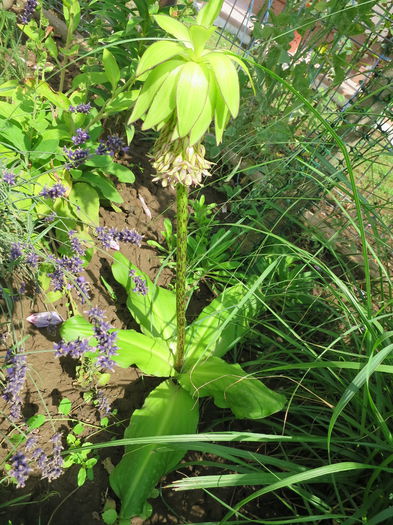 IMG_0635 eucomis bicolor