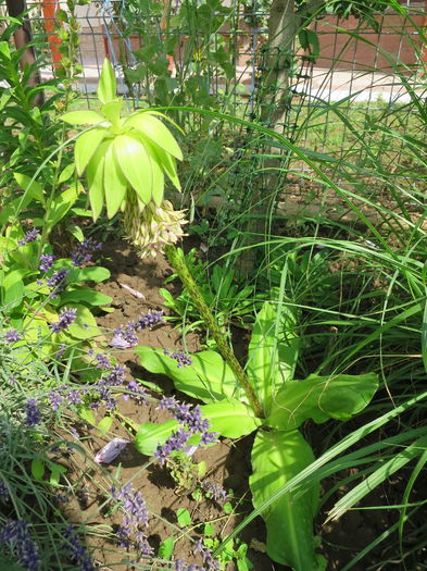 IMG_0637 eucomis bicolor