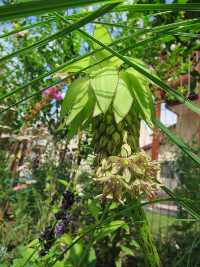IMG_0639 eucomis bicolor - Gradina 2015