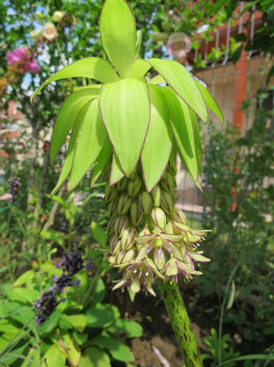 IMG_0642 eucomis bicolor