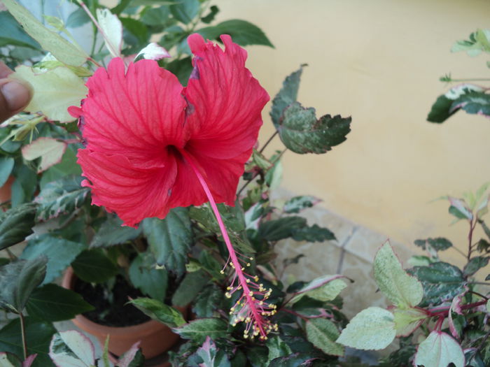 DSC02948 - hibiscusi 2015