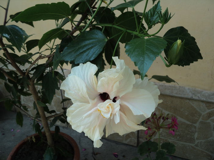 DSC02950 - hibiscusi 2015
