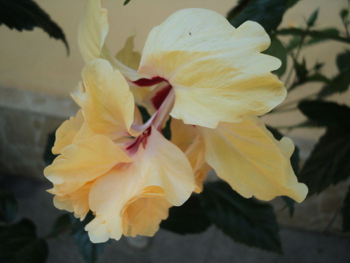 DSC02951 - hibiscusi 2015