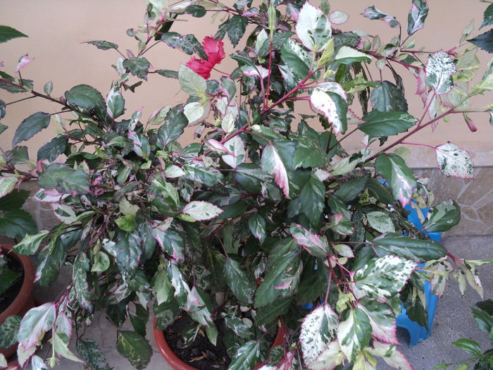 Surinam - hibiscusi 2015