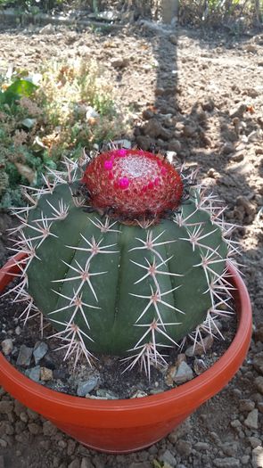 melocactus bahiensis - cactusi 2015