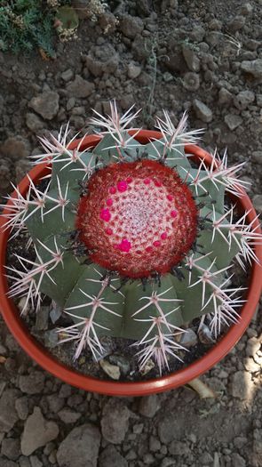 melocactus bahiensis - cactusi 2015