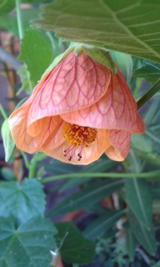 Abutilon