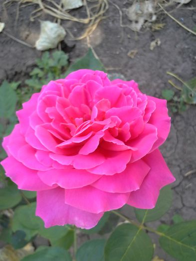 foarte parfumat