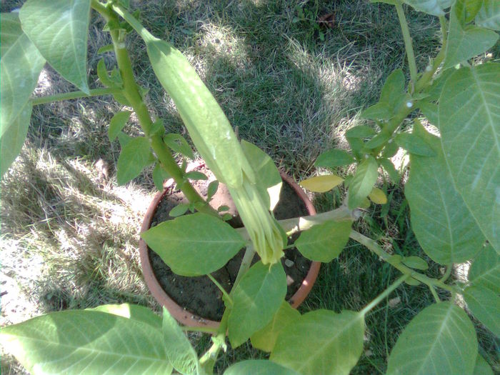 Imagine1745 - Brugmansia Datura Iochroma