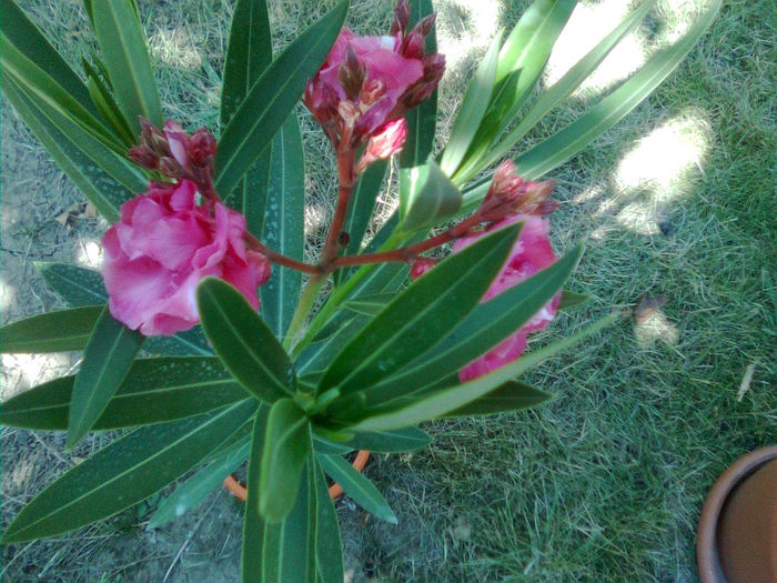 Imagine1740 - Leandrii