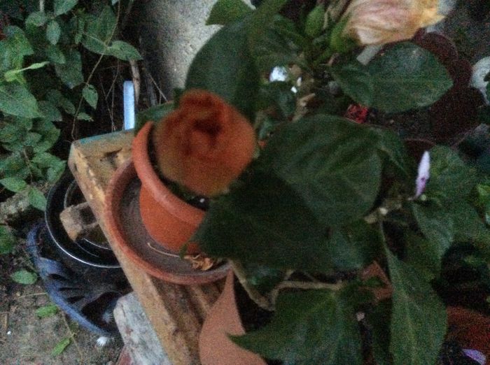 image - hibi mei infloriti