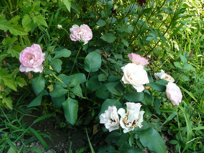 Comandat ca Ingrid Wendl la Starkl