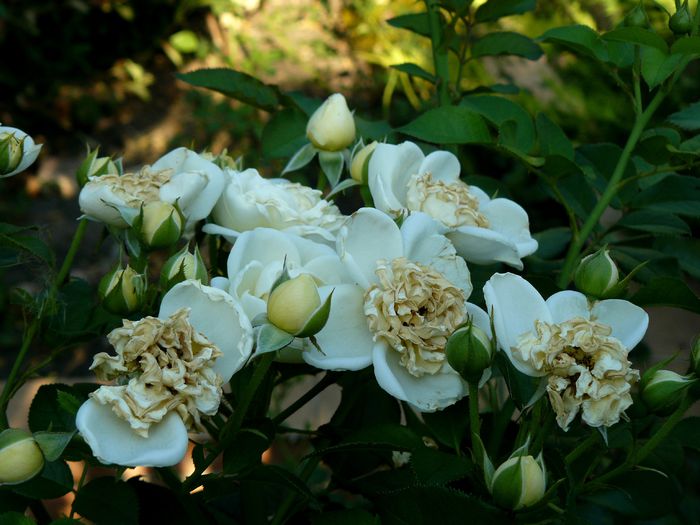 Artemis second blossom