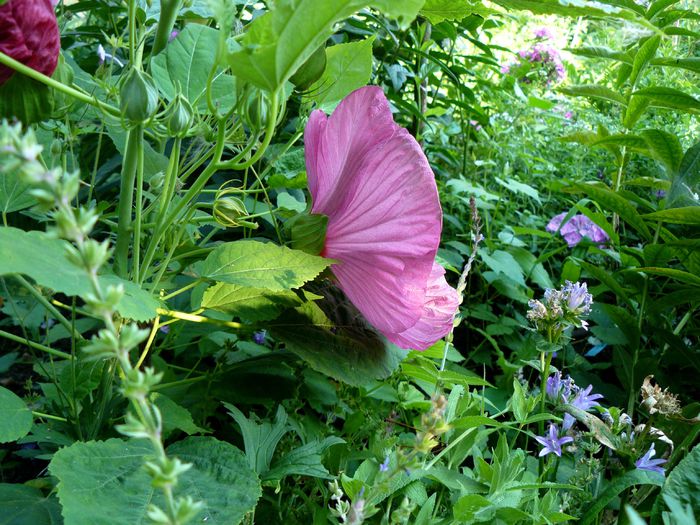 Hibiscus roz de la Plant Shop - Gradina rozelor Iulie 2015